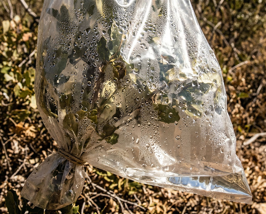 Transpirasyon ile su toplama