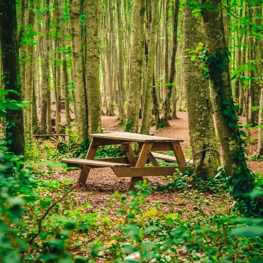 Eriklitepe Tabiat Parkı’nda orman içinde ahşap piknik masası