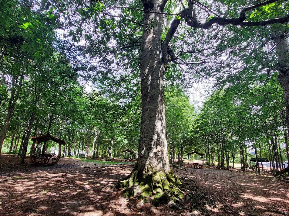 Kuzuyayla Tabiat Parkı’nda büyük ağaçlar, kamelyalar ve orman içi piknik alanı