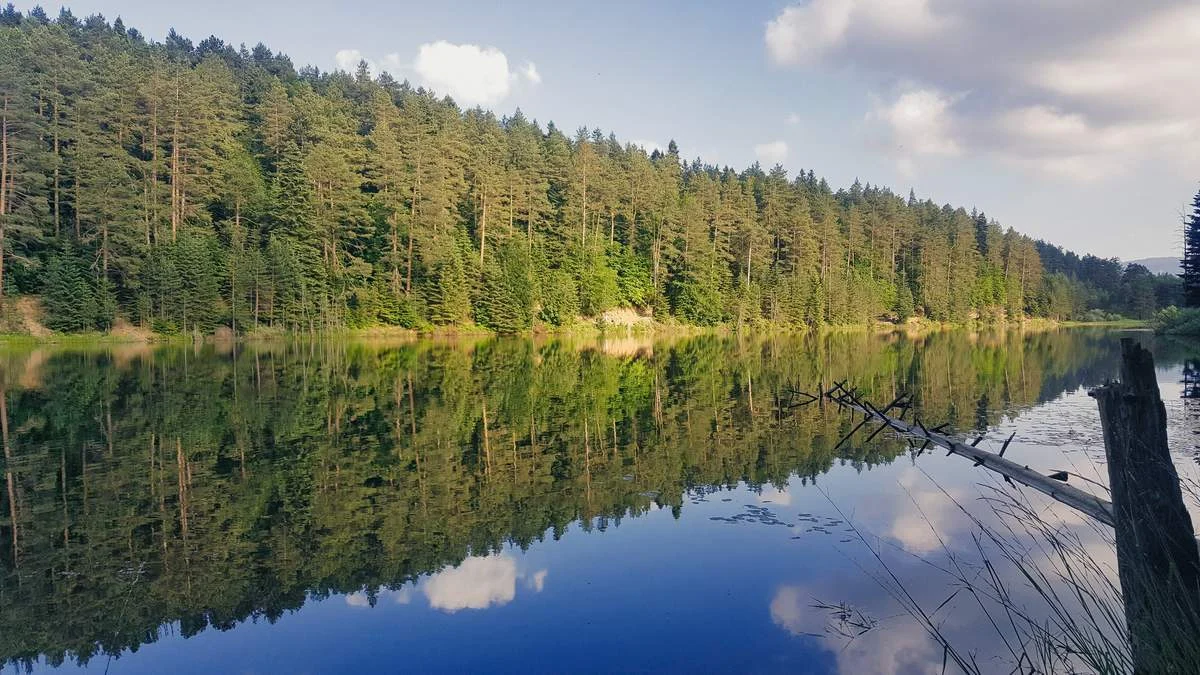 Mavi gökyüzü ve çam ağaçlarının Bozcaarmut Göleti'nin durgun sularına yansıdığı, su içinde kurumuş dalların bulunduğu manzara.