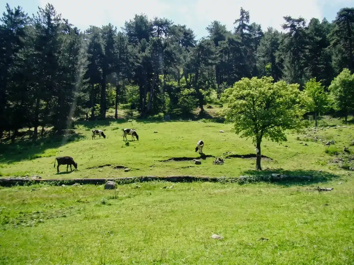 Andız Yaylası'nda çam ağaçlarıyla çevrili yeşil düzlükte otlayan inekler.