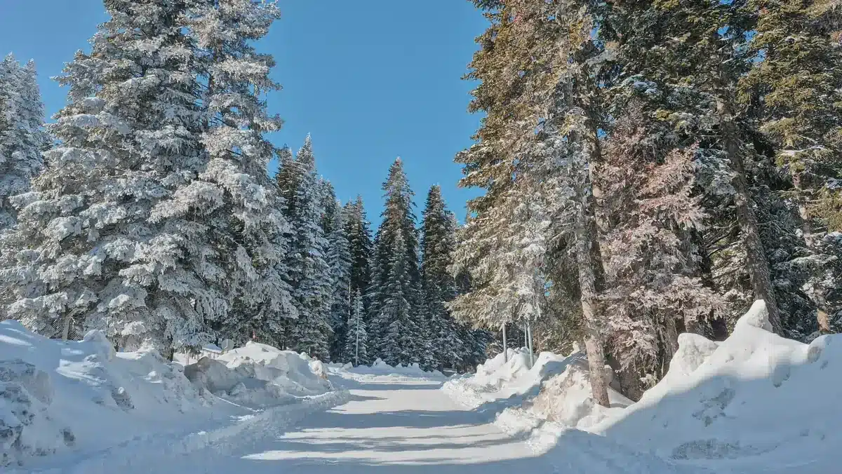 Ilgaz Dağı'nda kenarları karla kaplı, yoğun göknar ağaçları arasından geçen kış yolu.
